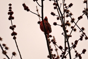 01063 cardinal v1