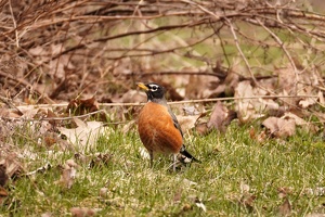 01074 american robin v1