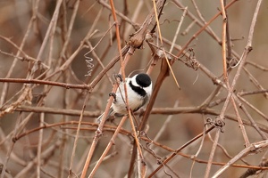 01078 black capped chickadee v1