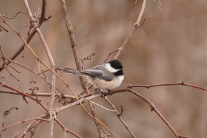 01082 black capped chickadee v1