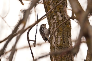 01087 downy woodpecker v1