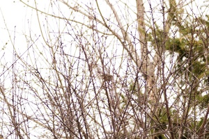 01094 golden crowned kinglet v1