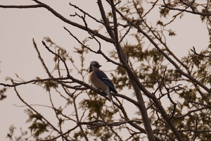 01101 blue jay v1