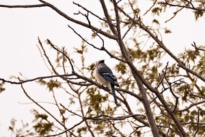 01104 blue jay v1