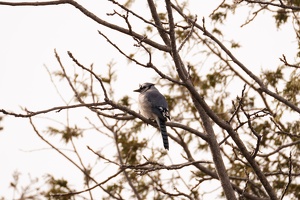 01109 blue jay v1