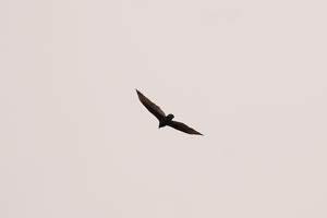 01116 turkey vulture v1