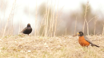01128 starling and robin v1