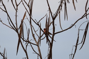 01146 house finch v1