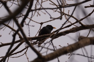 01166 starling v1