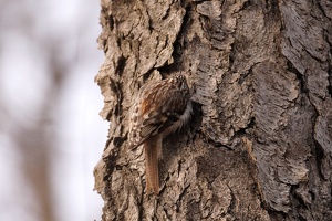 01179 brown creeper v1