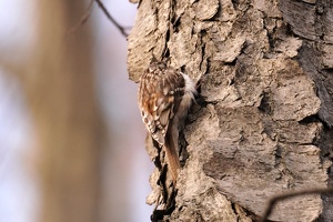 01195 brown creeper v1