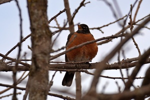 01230 american robin v1