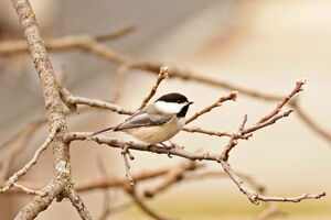 02596 black capped chickadee v1