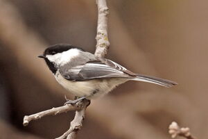 02609 black capped chickadee v1