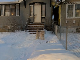 20250125 141126744 dog not polar bear v1
