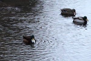 01067 mallards v1