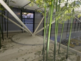 20250216 080330901 rock garden and bamboo
