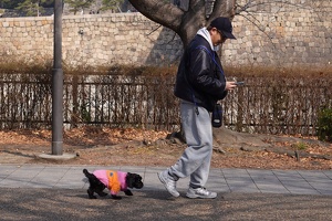 09074 dog with sweater v1
