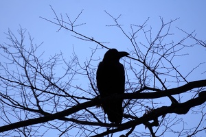 09083 crow large billed v1