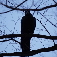 09091 crow bill v1