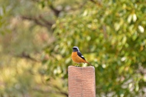 09101 daurian redstart v1