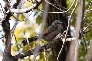 09111 brown eared bulbul v1