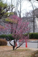 09137 blooms and cones