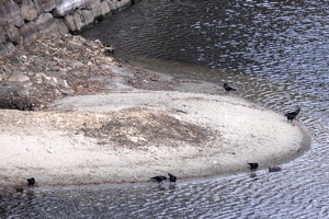 09157 bunch of crows v1