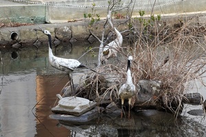 01122 fake birds v1