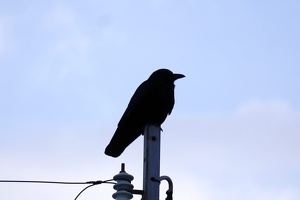 09181 crow silhouette v1