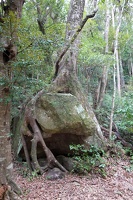01169 tree roots around rock v1