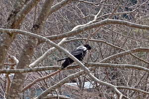 01294 large billed crow v1
