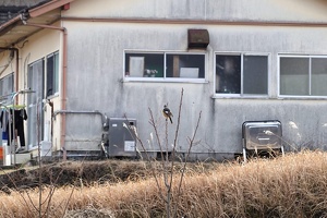 01311 daurian redstart v1
