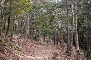 09236 forest walk v1