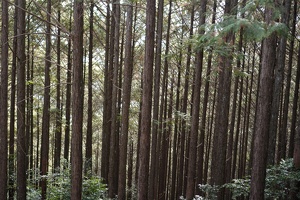 09237 cedar forest v1