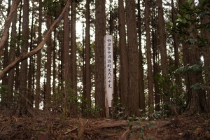 09290 marker among the trees v1