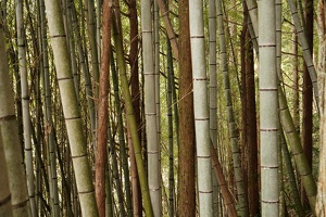 09336 bamboo v1