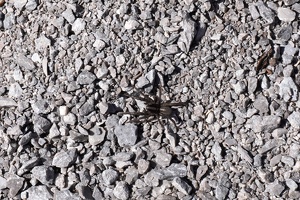 02623 spider v1