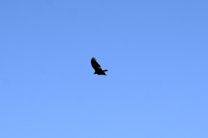 02650 turkey vulture v1