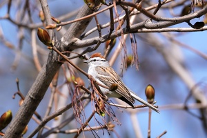 02655 chipping sparrow v1