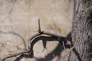 02659 tree against concrete