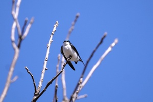02678 tree swallow v1