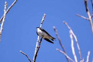 02685 tree swallow v1