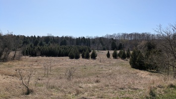 20250427 194539645 grass and trees v1