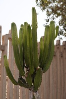 01252 cactus v1