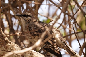 01271 long tailed mockingbird v1