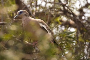 01291 west peruvian dove v1
