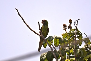 01299 red masked parakeet v1