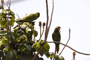 01306 two red masked parakeets v1