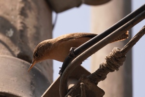 01328 southern house wren v1